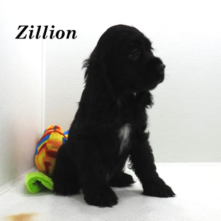 puppy, for, sale, Cocker Spaniel, Joe & Cherri  Overlease, dog, breeder, Miller, MO, dog-breeder, puppy-for-sale, forsale, nearby, find, puppyfind, locator, puppylocator, aca